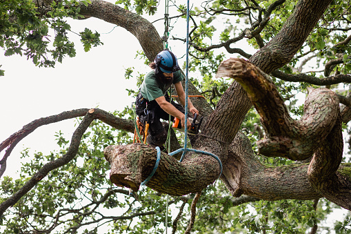 Tree Care Johannesburg Branches