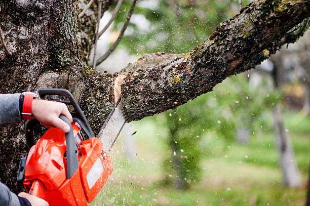 Tree Felling Cutting Branches